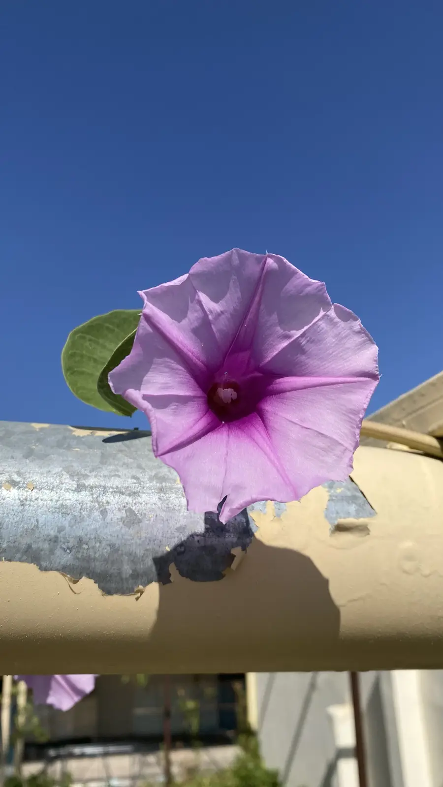A vibrant purple trumpet vine flower blooms against a clear blue sky, attached to a weathered, peeling yellow and gray metal…