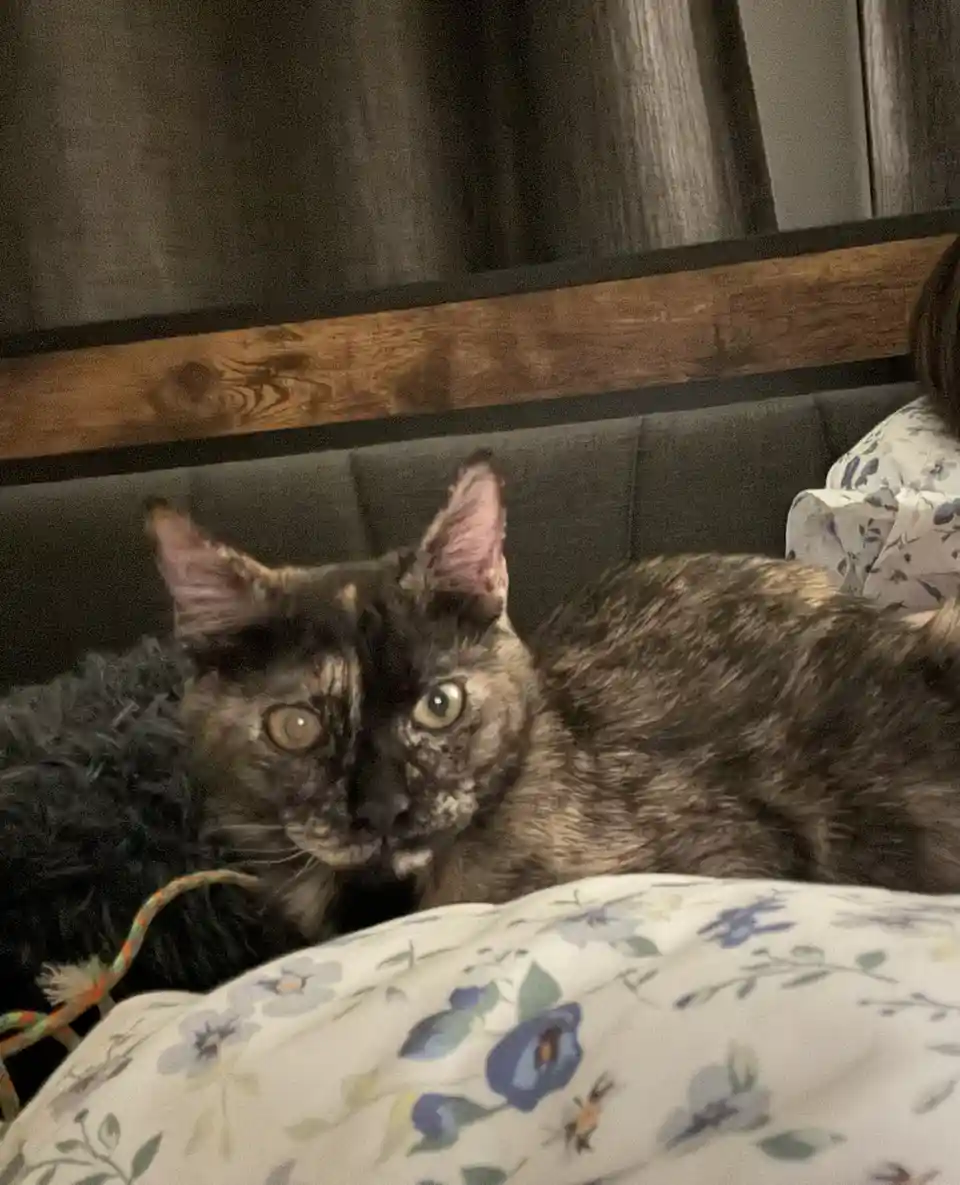 A tortoiseshell cat with wide, startled eyes lies on a bed with floral-patterned bedding, looking directly at the camera…
