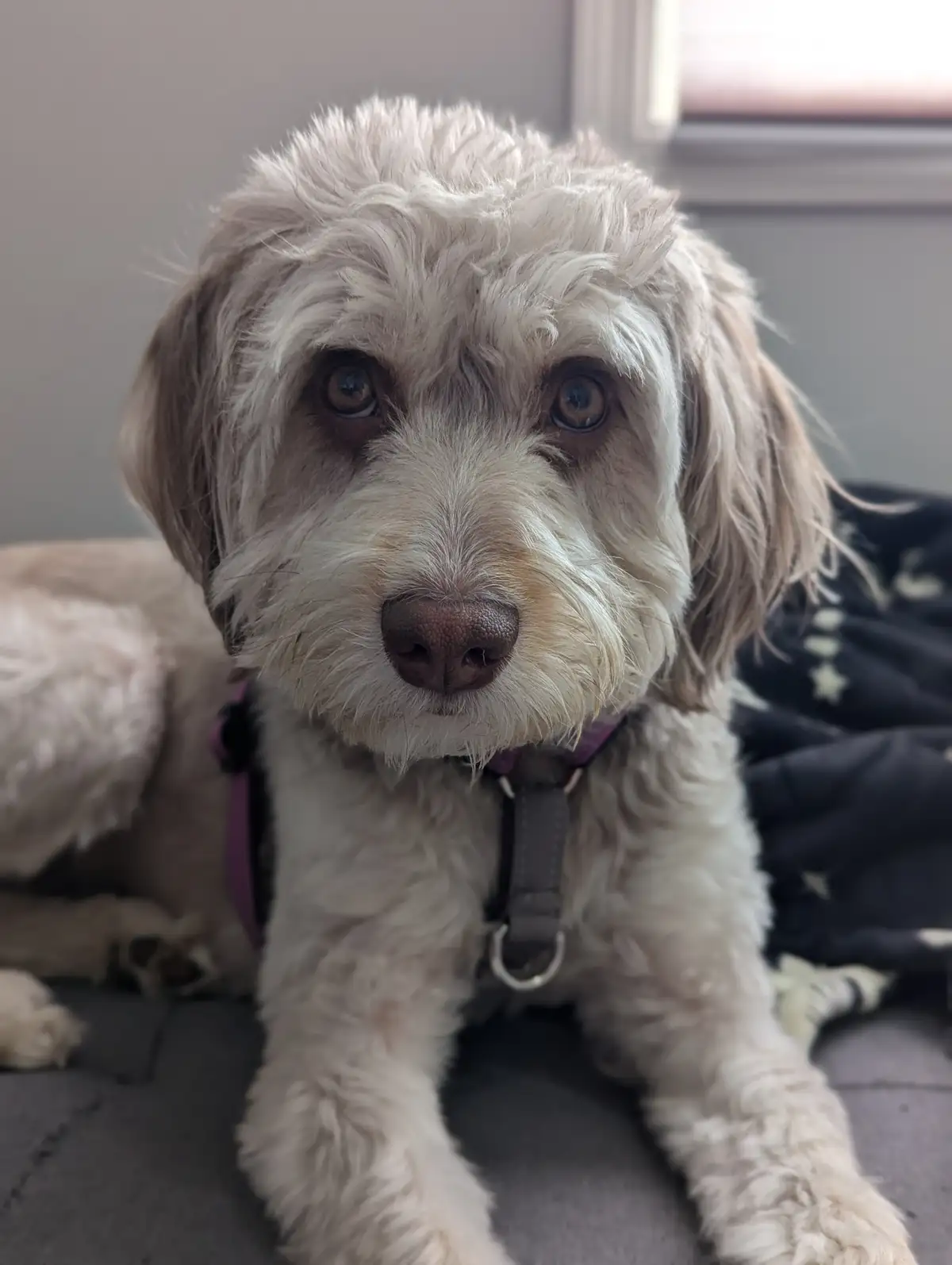 Time for Dog Tax: Show Us Your Pups!