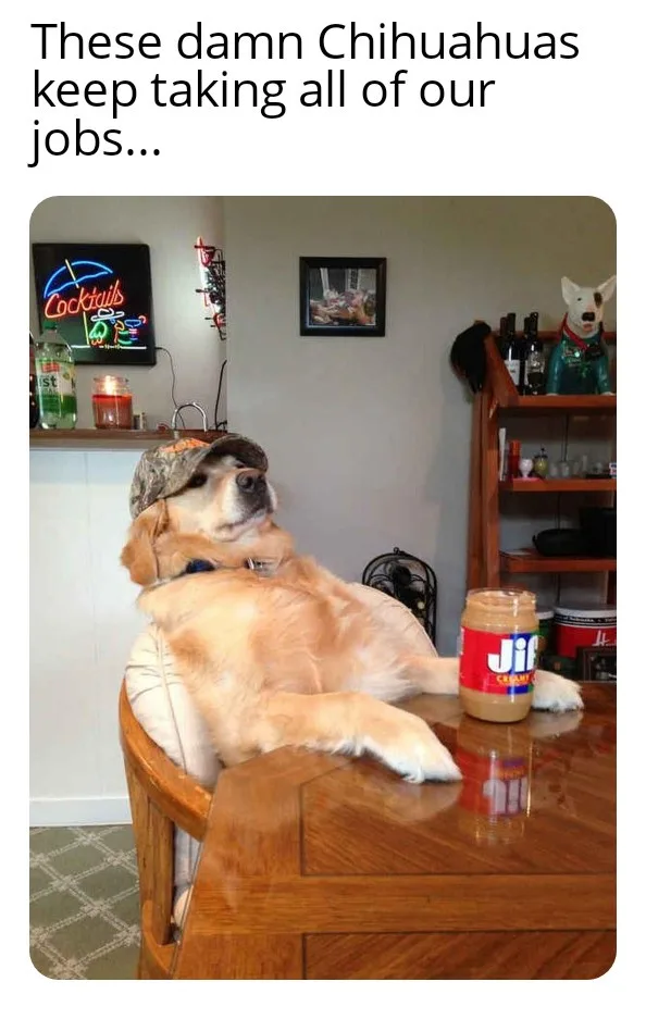 A golden retriever wearing a camouflage baseball cap sits lazily in a wooden chair at a bar, one paw resting on the table…