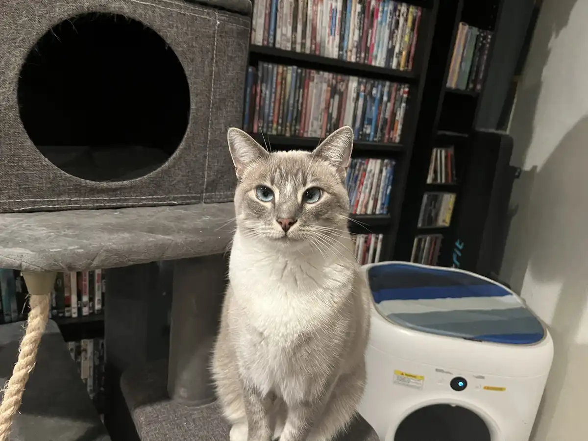 Daily Ivy update: Cat Chronicles Day 310
