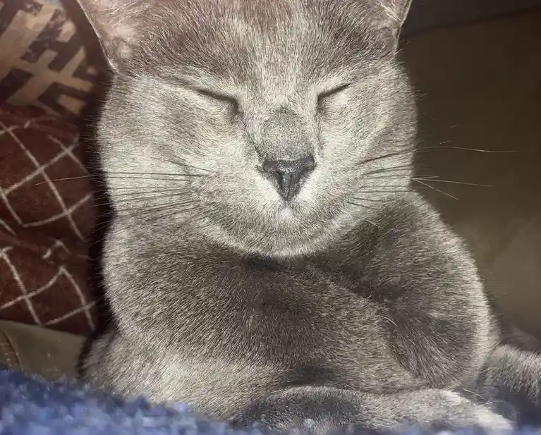 A close-up photo of a gray cat with its eyes peacefully closed, appearing deeply relaxed or asleep, resting on a textured…