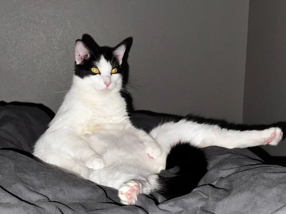 A black-and-white cat lounges on a gray bedspread with its belly exposed and legs splayed, looking directly at the camera…
