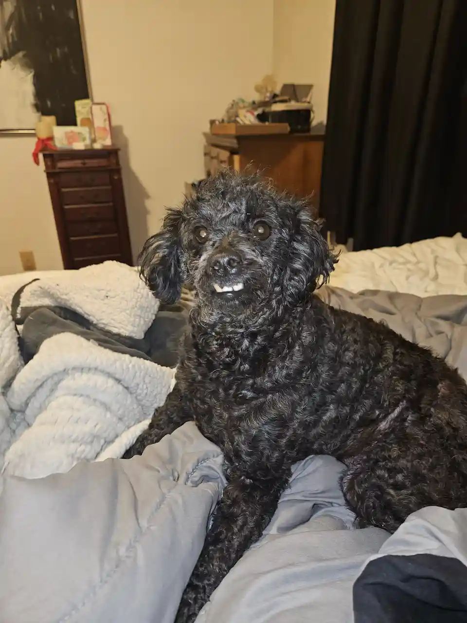 A black, curly-haired dog with a wide, toothy grin sits on a rumpled bed with gray and white blankets. The dog's expression…