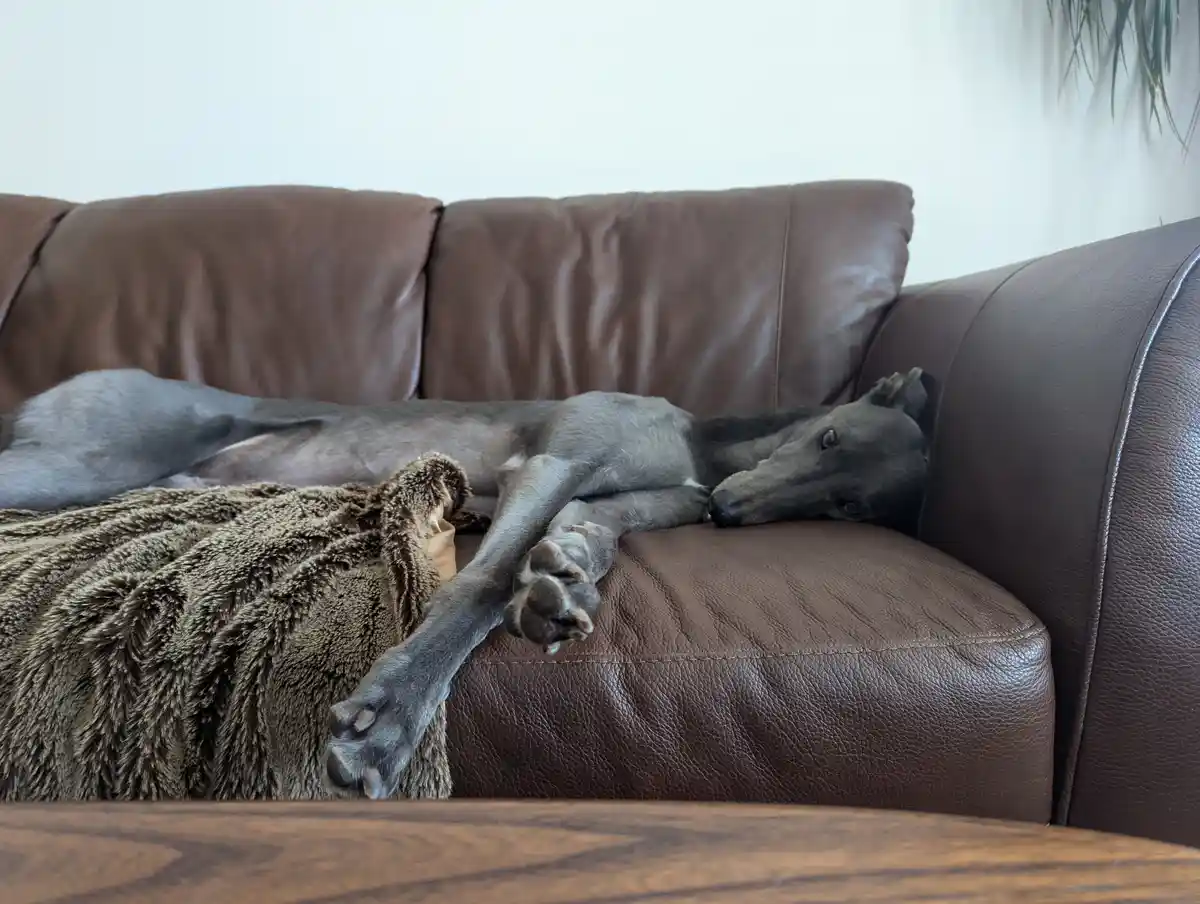 He may look like a regular dog, but he's completely deflated!