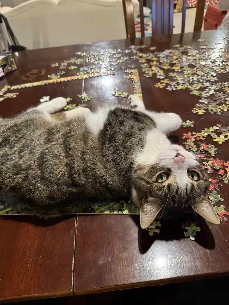 A gray and white tabby cat lies on its back on a dark wooden table covered in scattered jigsaw puzzle pieces, looking up…
