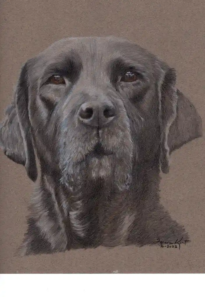 A detailed pencil drawing of a chocolate Labrador Retriever's head and shoulders, rendered with realistic shading and…