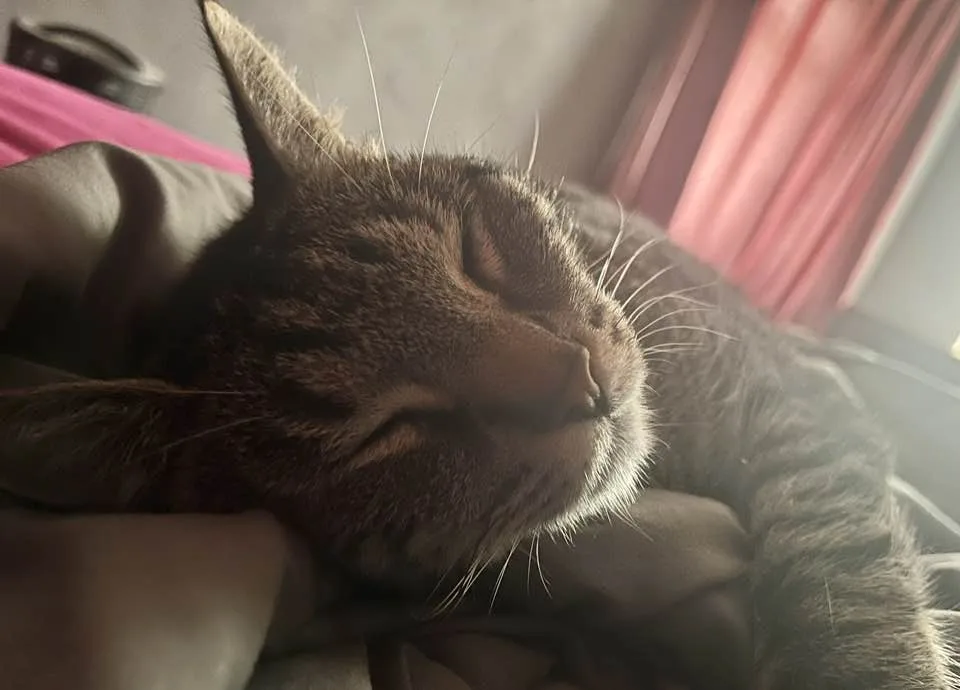 A close-up photo of a brown tabby cat sleeping peacefully with its eyes closed, nestled in soft bedding. Sunlight streams in…