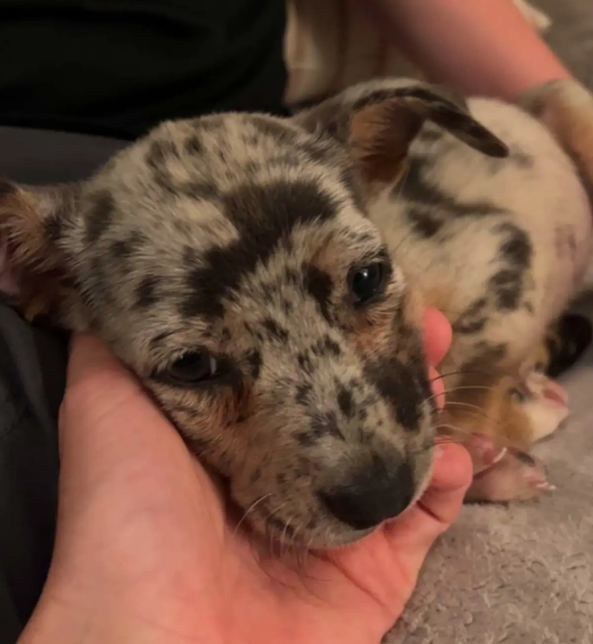 Meet Tallulah: The Adorable Second Born