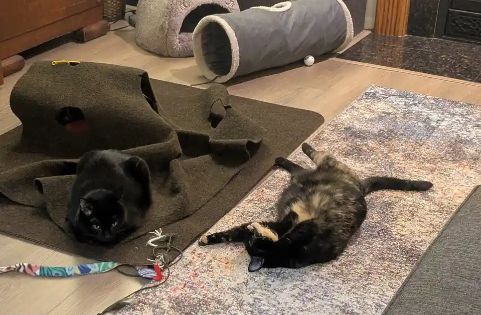 Two cats are lounging in a living room: one black cat is curled up inside a torn brown cat bed, while a tortoiseshell cat…