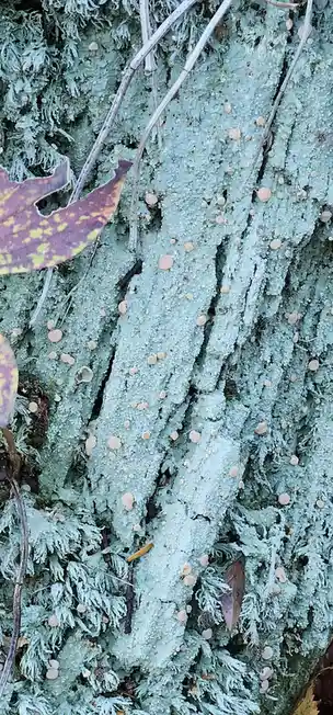 A close-up photo of a tree trunk covered in light blue-green lichen, dotted with small, pale orange cup fungi. A few autumn…
