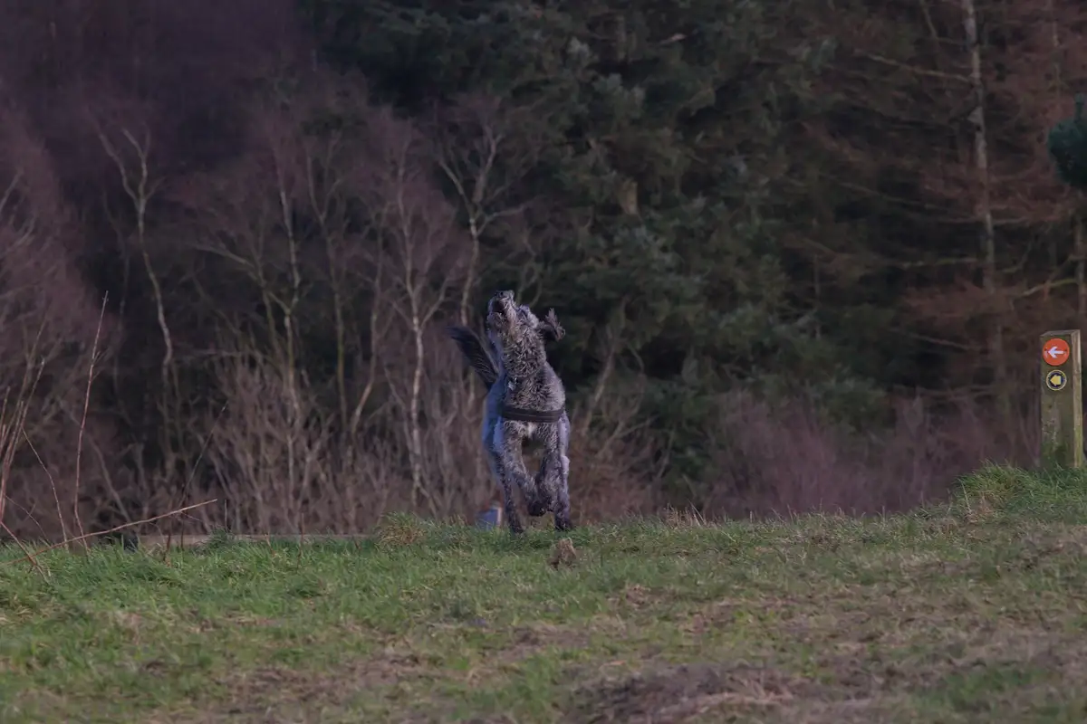 A grey, shaggy dog is captured mid-leap in a grassy field, mouth open and front paws raised as if reaching for something…