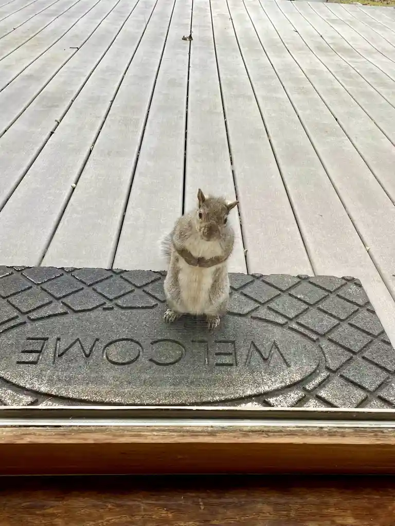 A gray squirrel stands upright on a dark gray doormat that reads 'WELCOME' in raised letters, positioned on a light gray…