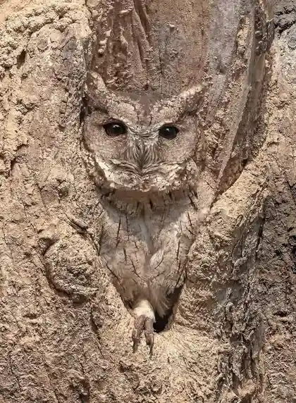 a close-up photo shows an owl with mottled grey and brown feathers perfectly camouflaged against the rough, textured bark of…