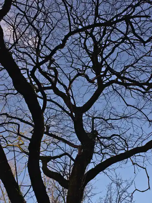 A low-angle photo shows the bare, tangled branches of a leafless tree against a clear blue sky, with the text 'i'm not…