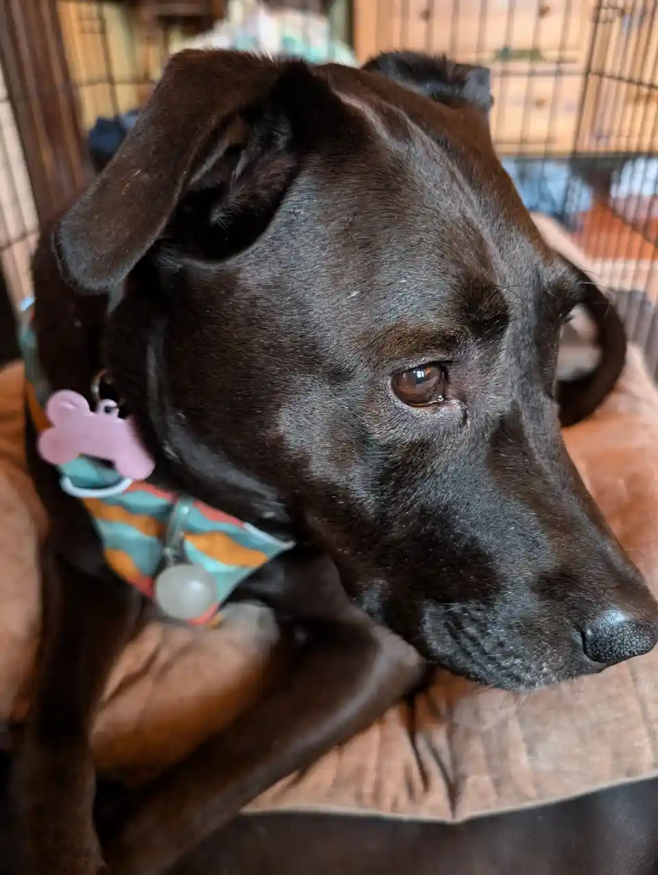 A close-up of a black dog with a sad, tearful expression, resting its head on a brown cushion inside a wire crate. The dog…
