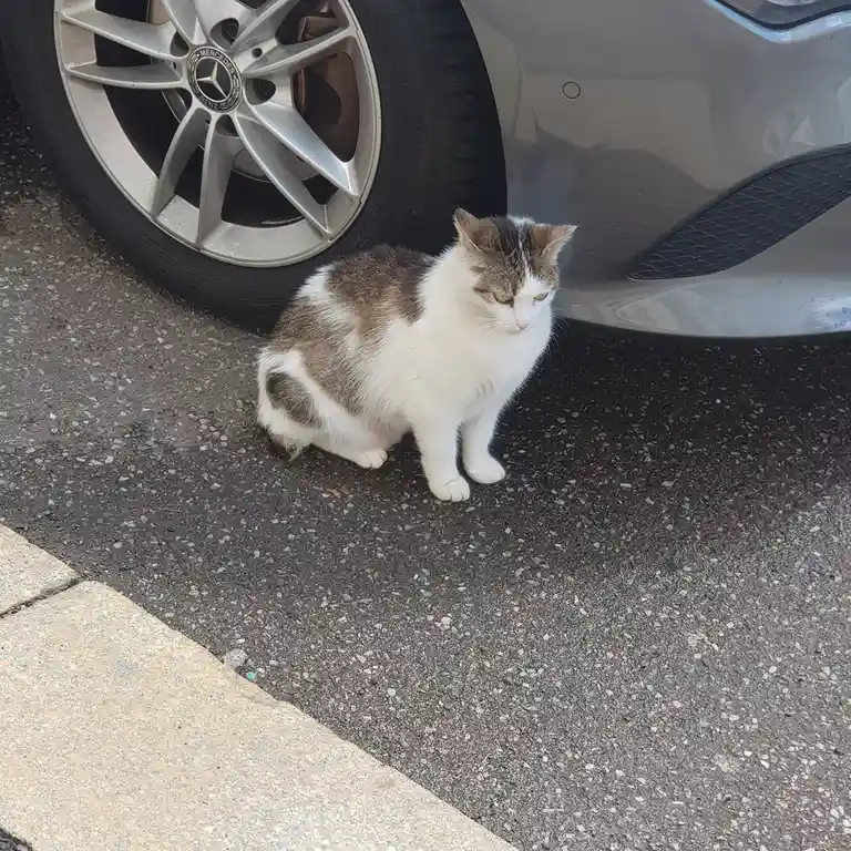 A white and brown tabby cat sits on asphalt next to the front wheel of a silver Mercedes-Benz car, looking down with a tired…