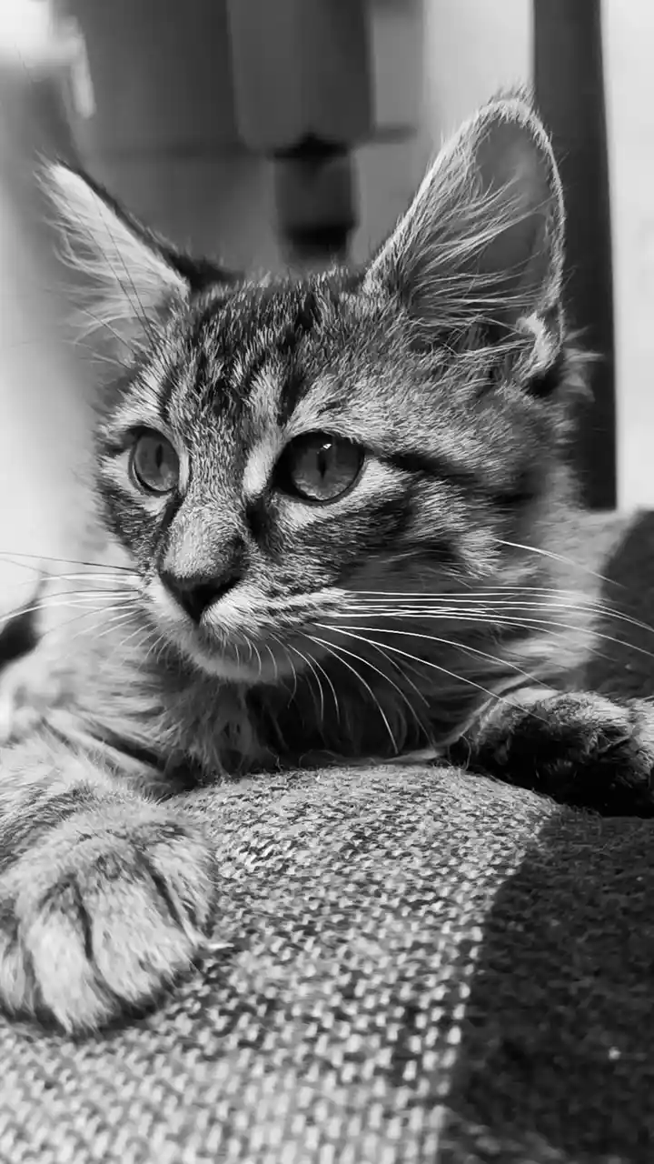 A black and white photo of a tabby kitten lying on a textured surface, looking directly at the camera with wide, slightly…