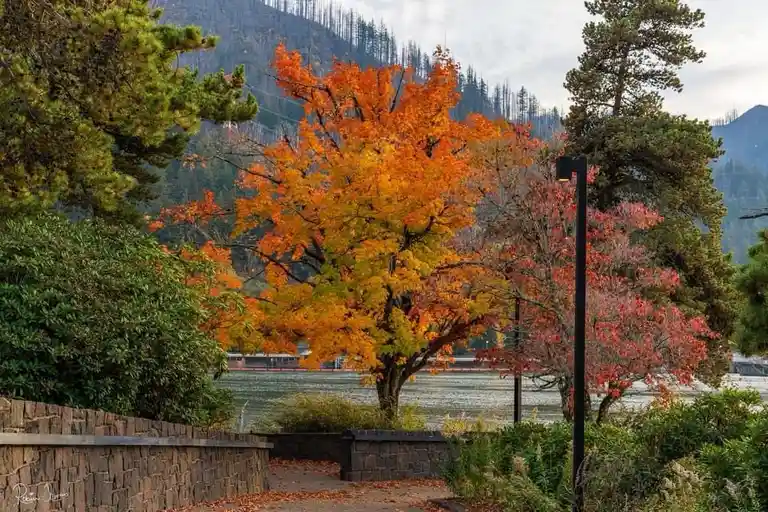 A scenic autumn photo shows a vibrant orange and yellow tree beside a path near water, with green pine trees and mountains…