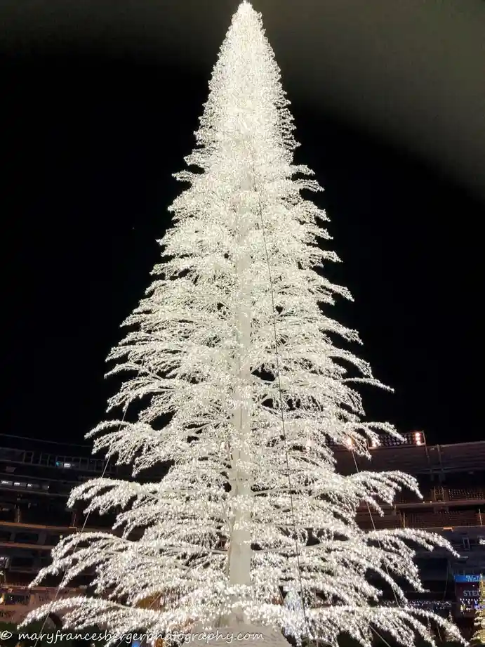 The Ultimate Christmas Tree Experience