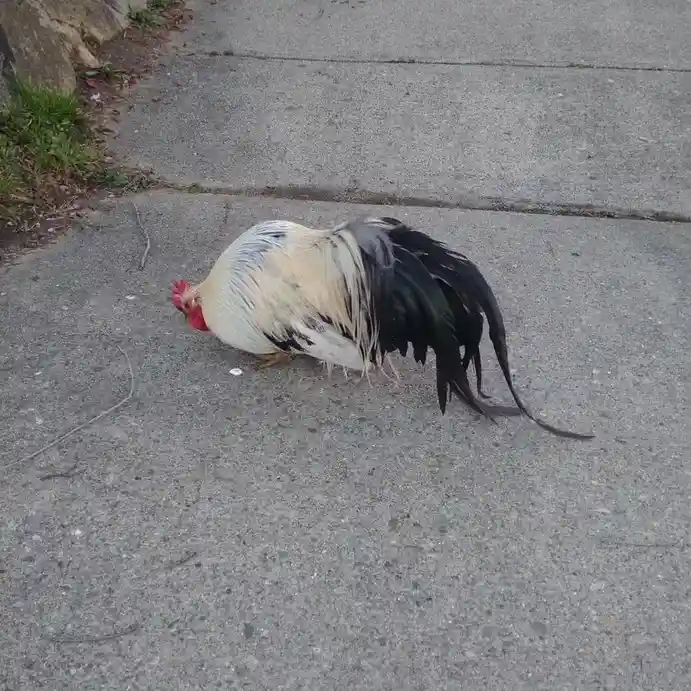 A rooster with white, black, and gray feathers is lying on its side on a gray concrete sidewalk, appearing to be resting or…