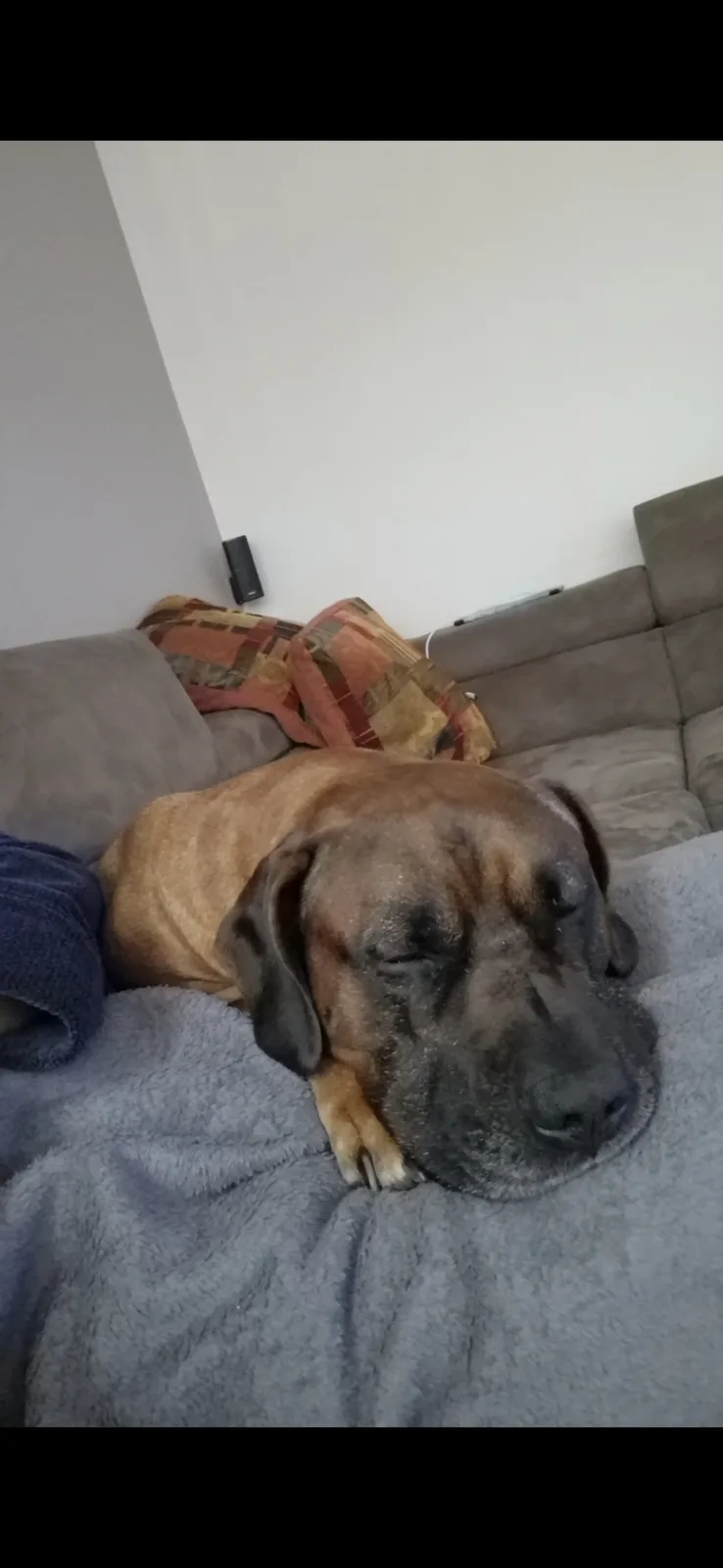 A large, brindle-coated dog with a wrinkled face is sleeping soundly on a grey blanket draped over a brown couch. Behind the…