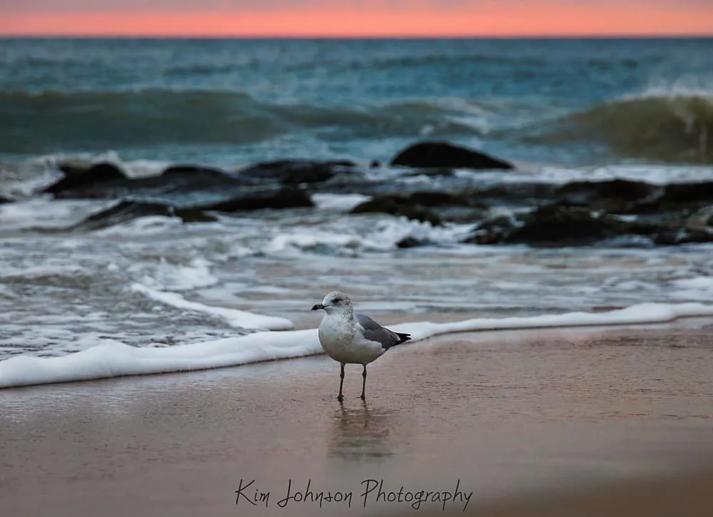 A seagull stands alone on a wet beach at sunset, with waves crashing against rocks behind it. The sky is painted with pink…