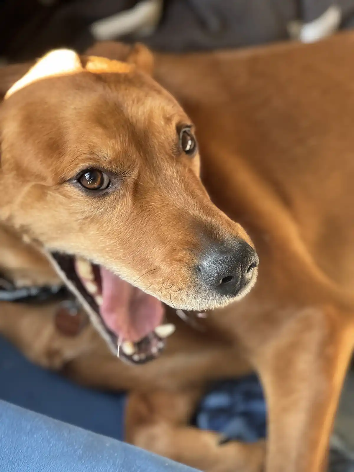 A close-up photo of a brown dog with its mouth open, tongue out, and eyes looking slightly to the side, conveying a look of…