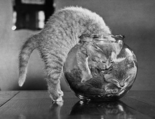 Today's Adorable Cat Showcase