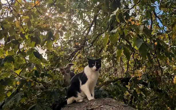 The Author Cats Have Made Their Great Escape!