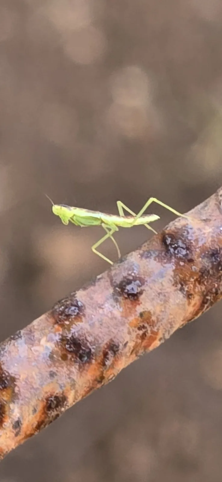 Meet the Adorable Baby Praying Mantis!