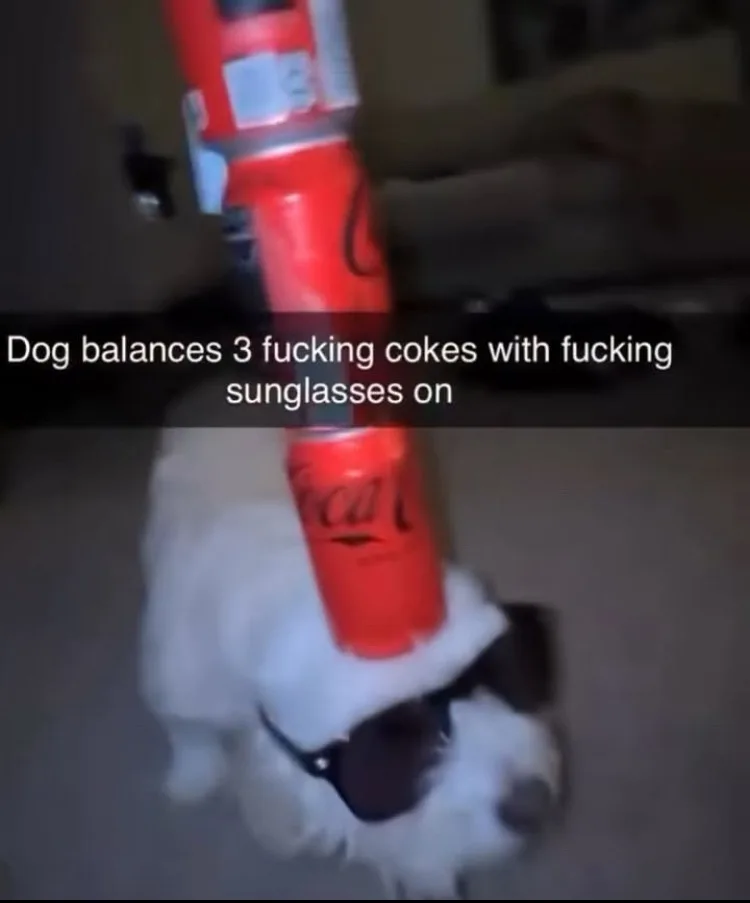 A small white dog wearing dark sunglasses is balancing a vertical stack of three red Coca-Cola cans on its head. The image…