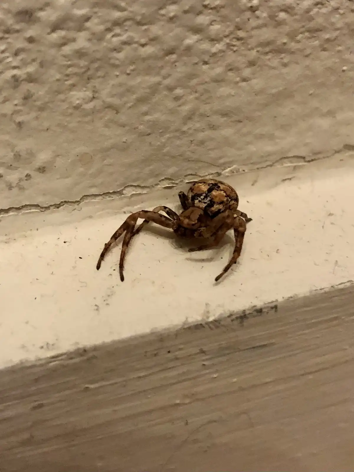 A small, brown and black patterned spider sits on a white painted ledge against a textured wall. The image has text overlaid…