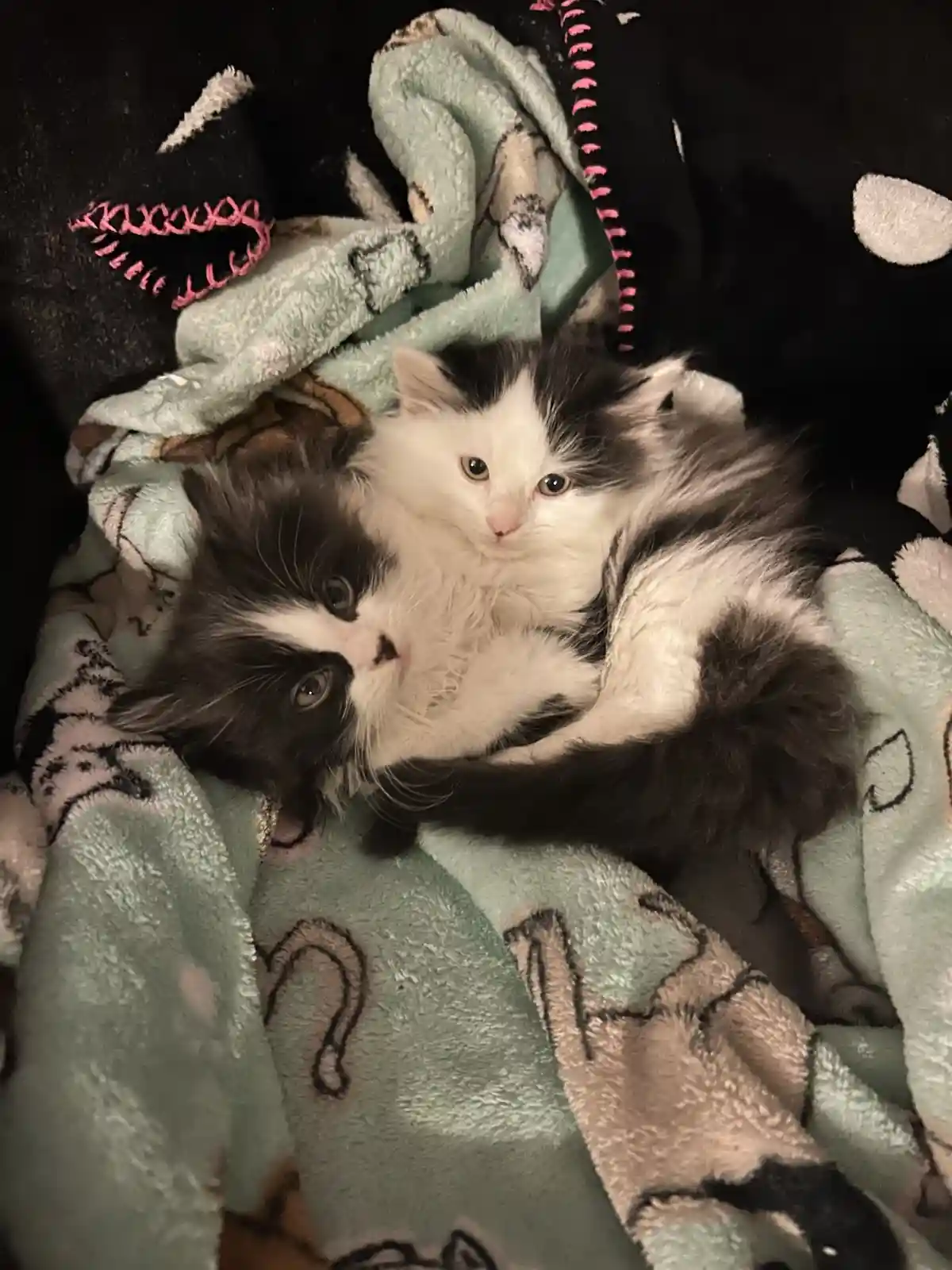 Two fluffy black-and-white kittens are curled up together on a patterned blanket, one looking directly at the camera while…