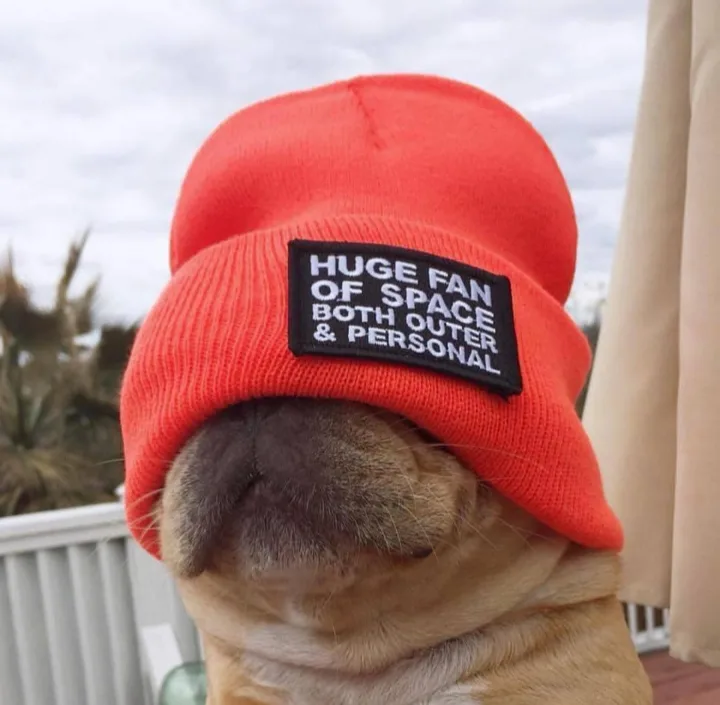 A close-up photo of a light brown dog wearing a bright orange beanie with a black rectangular patch. The patch has white…