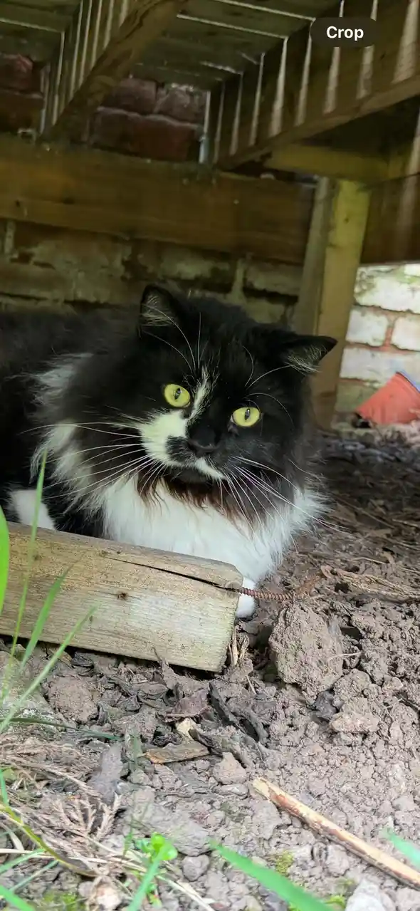 A black and white cat with bright yellow eyes is lying on dirt under a wooden structure, looking directly at the camera with…