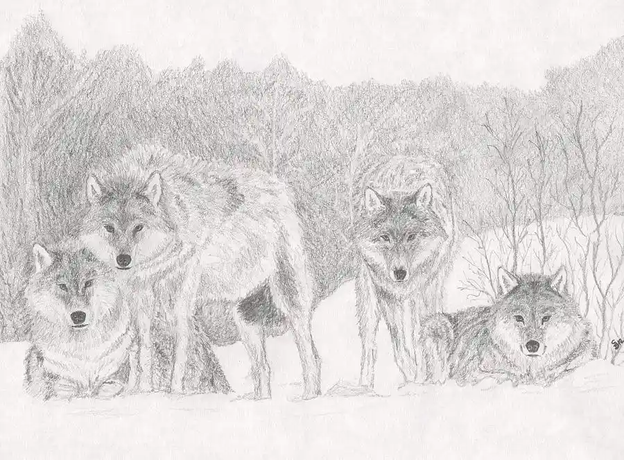 A pencil sketch depicts four wolves in a snowy forest, with one small wolf on the far right looking particularly weary. The…