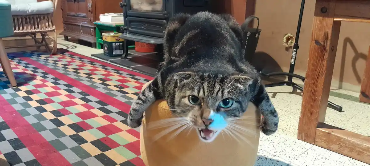 A tabby cat with blue eyes and a blue smudge on its nose is perched atop a tan cylindrical object, looking directly at the…
