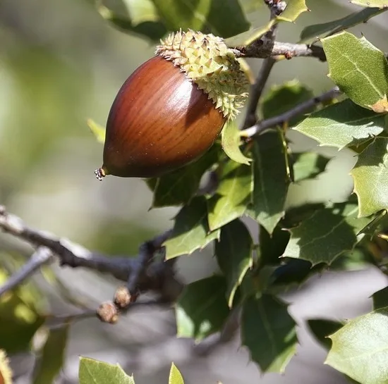 Join the Acorn Squad!