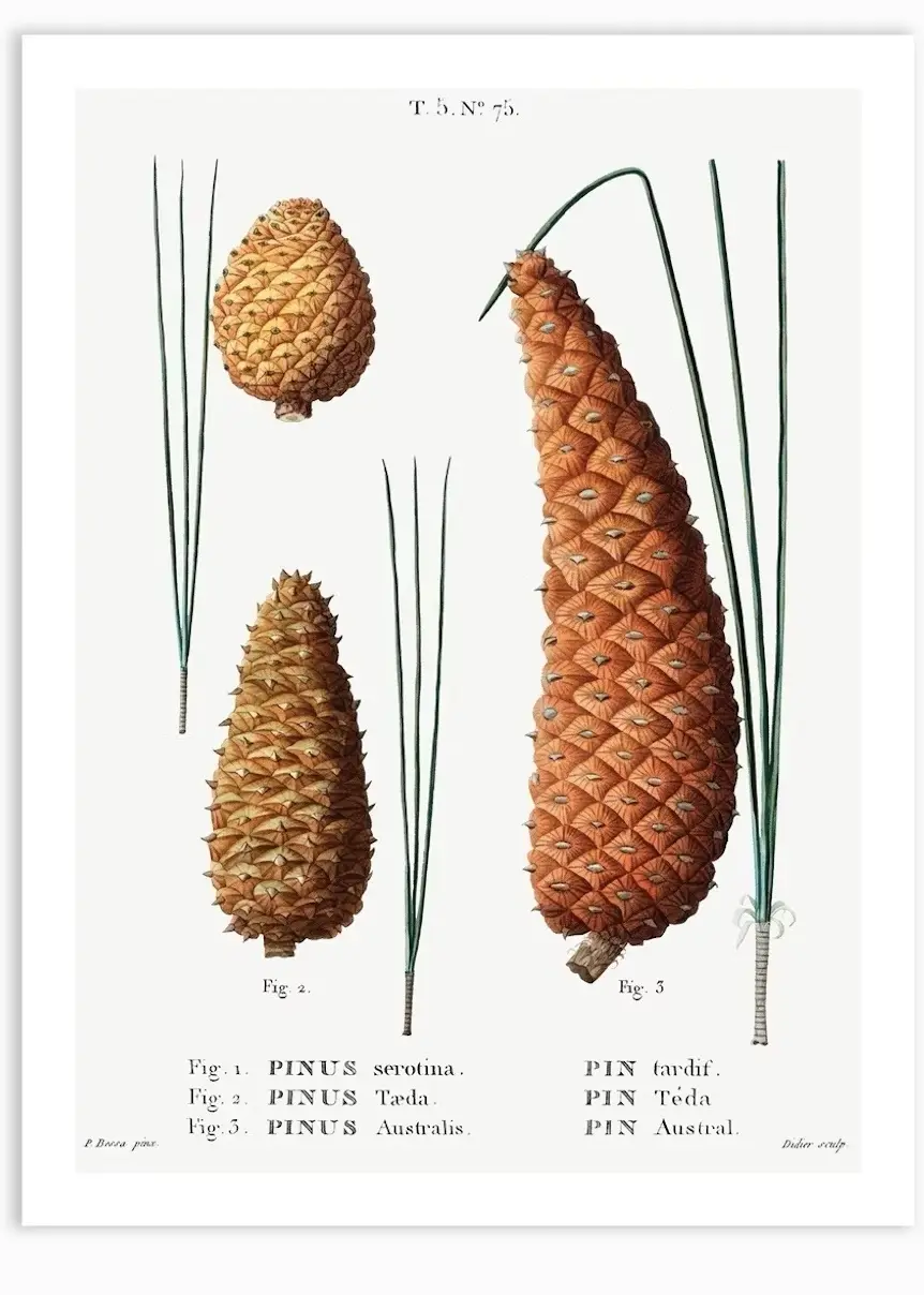 Is This Pinecone Too Mild for You, Paige?