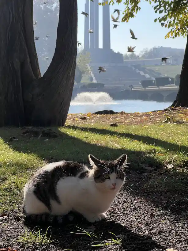 A black-and-white cat sits calmly in a park, looking directly at the camera with a bored expression, while birds fly around…