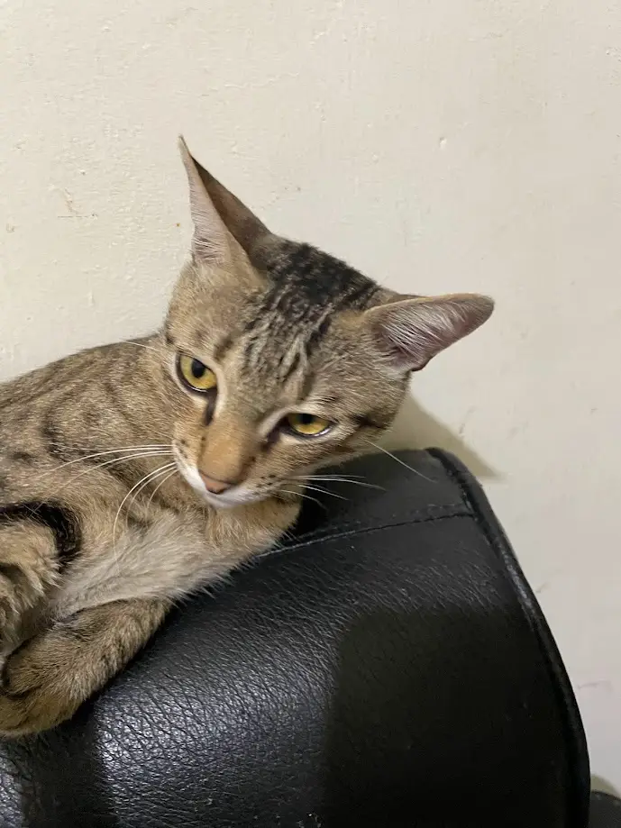 A tabby cat with yellow eyes and a grumpy expression is lounging on a black leather chair against a plain wall. The cat's…