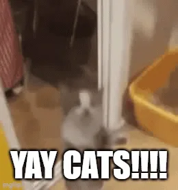 Adorable cats stealing the spotlight!