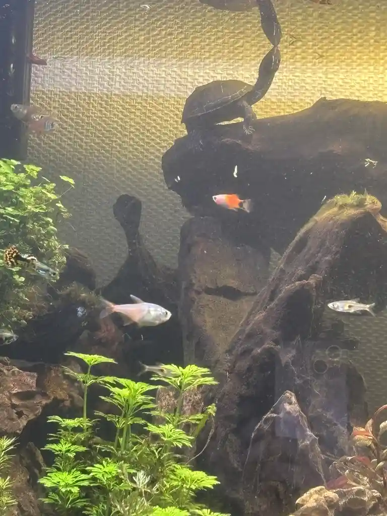 An aquarium scene with several small fish swimming among dark rocks and green aquatic plants. A dark-colored turtle is…