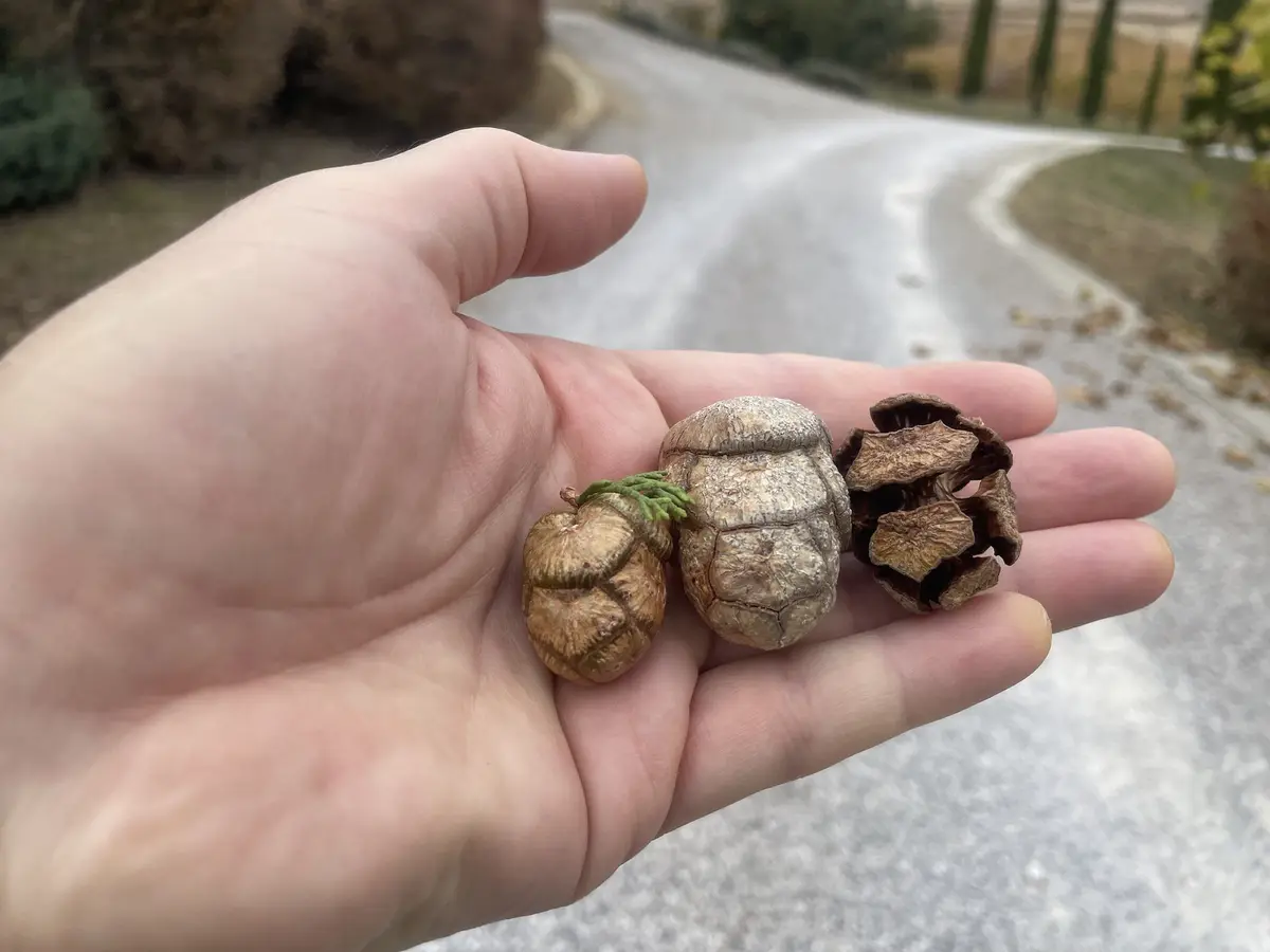 A person's open palm holds three distinct pinecones of varying shapes and sizes against a blurred background of a winding…