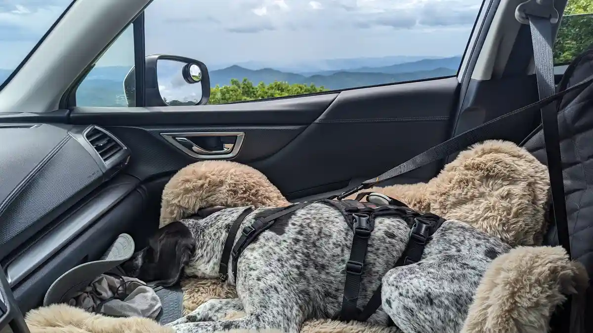 The Joys of Car Rides