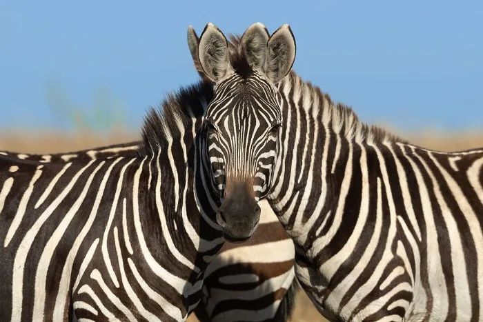 Two zebras are standing close together in a natural setting under a clear blue sky. The zebra in the foreground is looking…