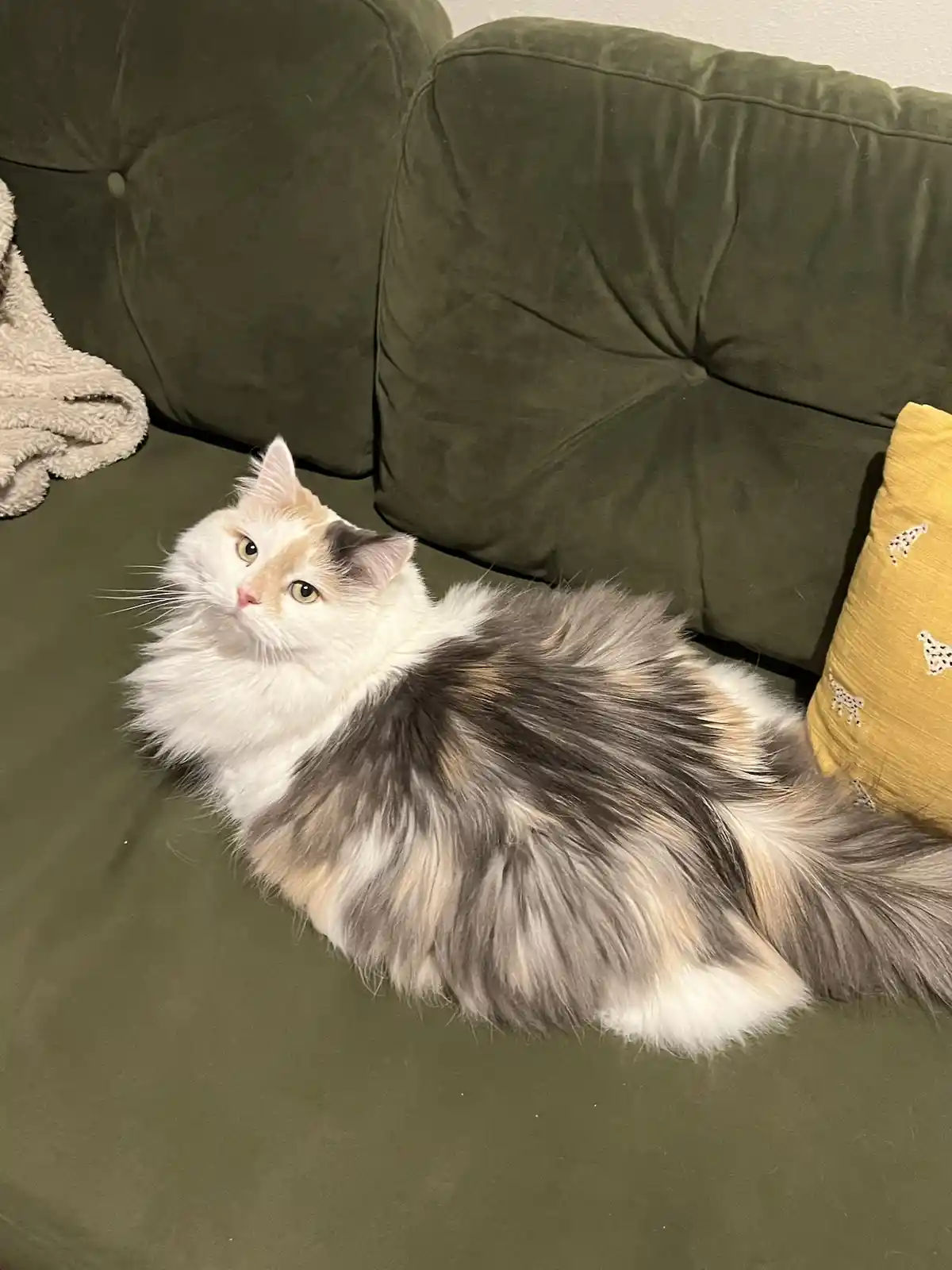 A fluffy, long-haired calico cat with white, grey, and orange fur is lounging on a dark green velvet couch. The cat is…