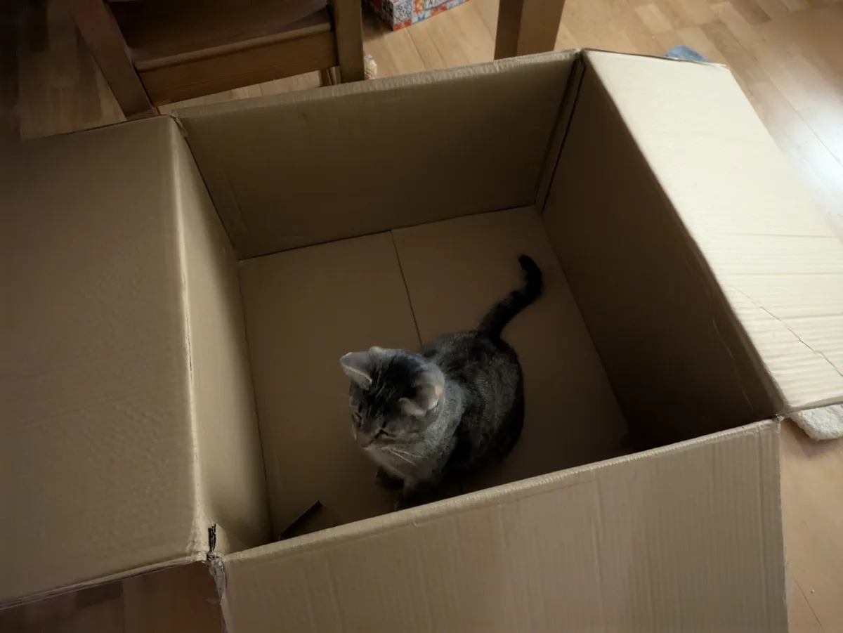 A gray tabby cat sits inside an open cardboard box on a wooden floor, looking up with a slightly smug or unimpressed…