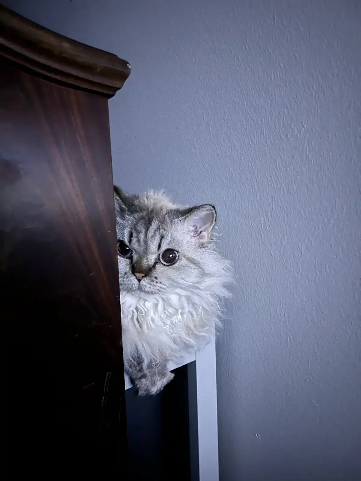A fluffy, long-haired silver tabby cat peeks out from behind a dark wooden piece of furniture, its wide, round eyes staring…